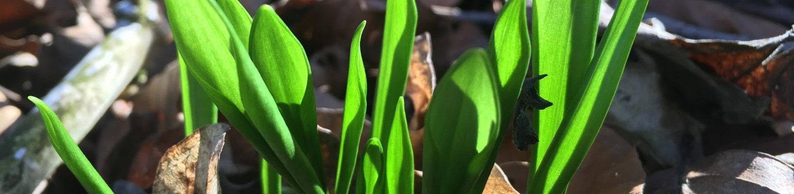 Wild garlic, &copy; Naturpark Purkersdorf/Orosel