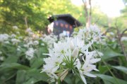 Spring time in Purkersdorf, © Naturpark Purkersdorf