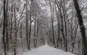 Der Wienerwald im Winter, &copy; Elfriede Kazda