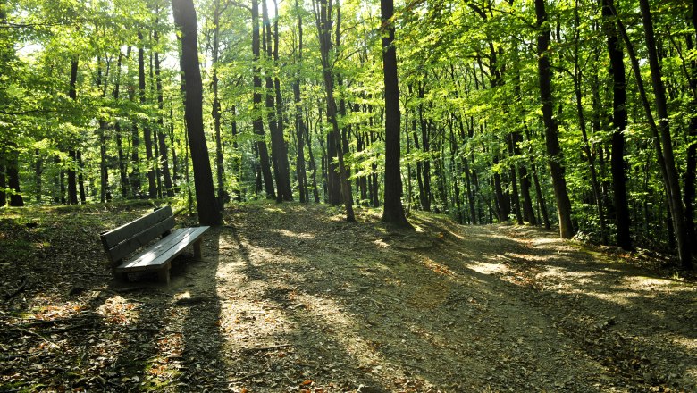 Recreation under the beech canopy, © Naturpark Purkersdorf