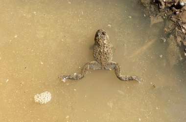 Animal: Yellow-bellied toad, © Naturpark Purkersdorf