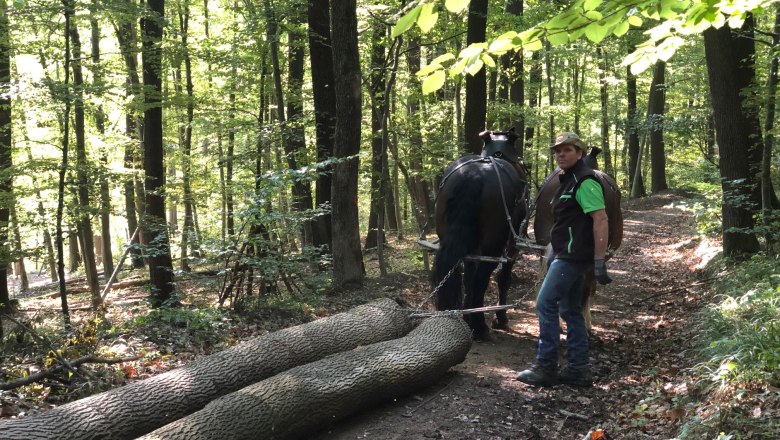 Projekt: Zugpferd Naturpark - Sanfte Waldbewirtschaftung, © Naturpark Purkersdorf