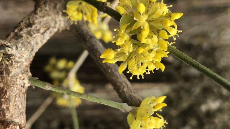 Dirndlblüte im Frühling, © Naturpark Purkersdorf/G.Orosel