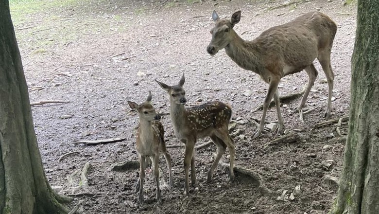 Nachwuchs im Rotwildgatter, © Naturpark Purkersdorf/G.Orosel