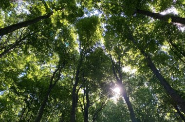 Wald im Sommer, © Naturpark Purkersdorf