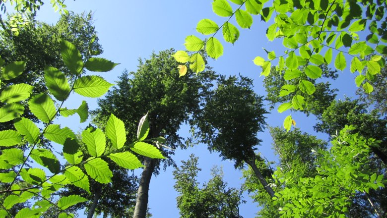 Unser Wald befreit die Seele