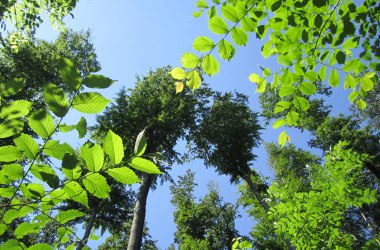 Unser Wald befreit die Seele