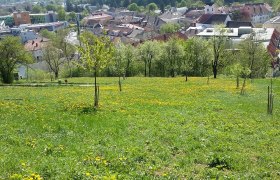 Meadow orchard Feihlerhöhe, © Naturpark Purkersdorf
