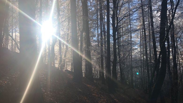 Waldgesundheit im Winter, © Naturpark Purkersdorf/Orosel