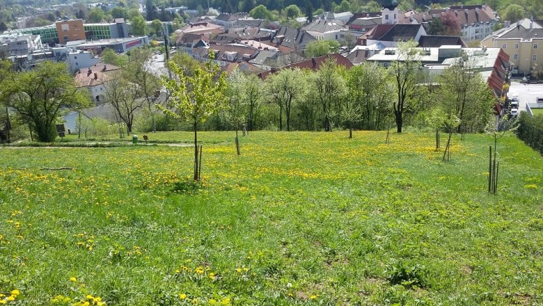 Meadow orchard Feihlerhöhe, © Naturpark Purkersdorf