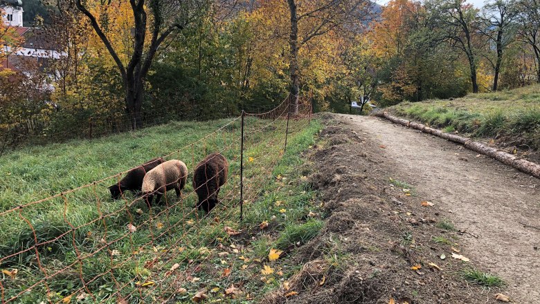 Projekt: Kleinflächige Schafbeweidung auf der Feihlerhöhe 2021, © Naturpark Purkersdorf