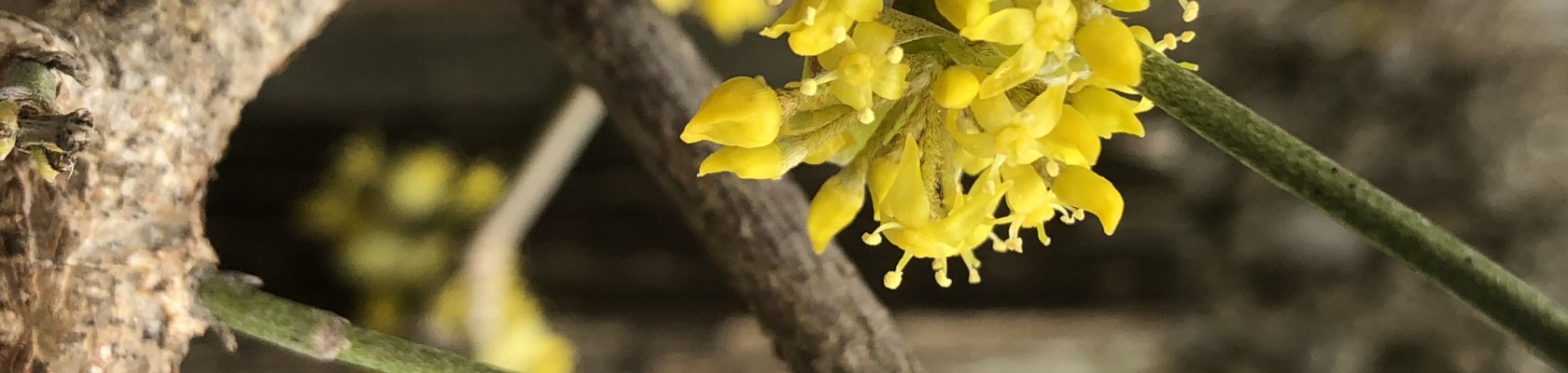 European cornel ("Dirndl"), &copy; Naturpark Purkersdorf/G.Orosel