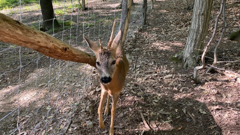 Neues Rehgehege , © Naturpark Purkersdorf