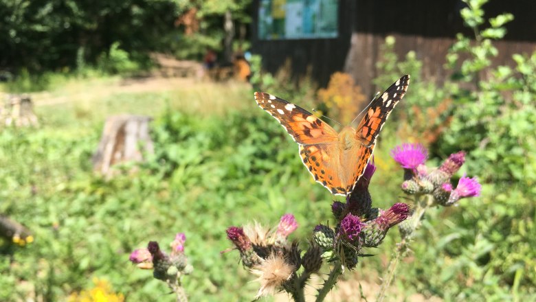 Waldtreff-Lichtblick