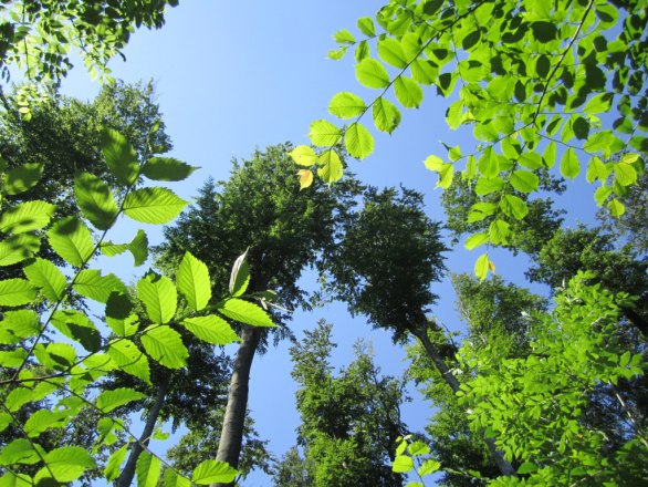 Entspannende Waldatmosphäre, © Naturpark Purkersdorf/Orosel