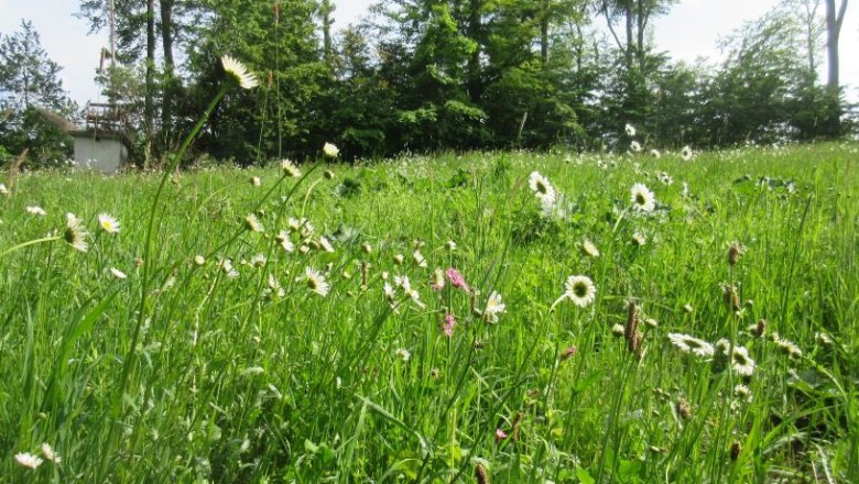 Schöffelsteinwiese blühend im Sommer, © Naturpark Purkersdorf